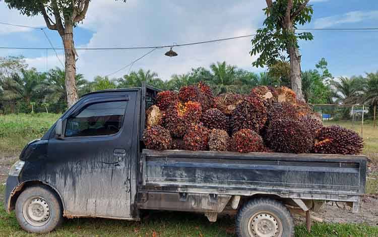 Polsek Pangkalan Lada Bekuk 2 Tersangka Pencurian Buah Sawit