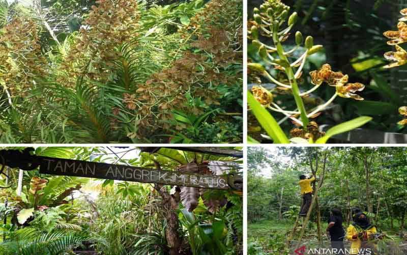 Berjuang Melawan Kepunahan Anggrek Meratus