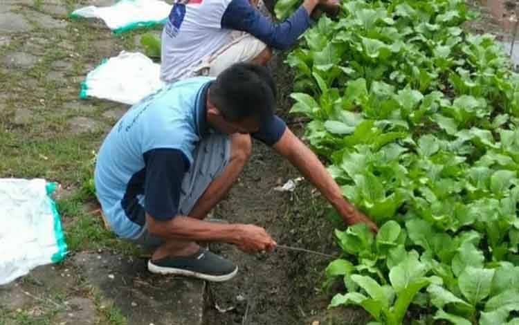Program Pembinaan Kemandirian, Rutan Kuala Kapuas Lakukan Panen Sawi