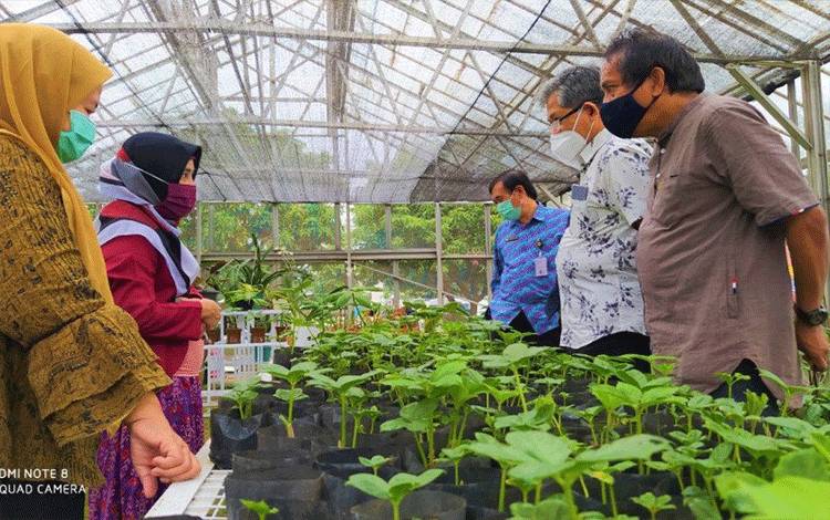 Balitbangtan Lakukan Inovasi Atasi Kelangkaan Benih Porang