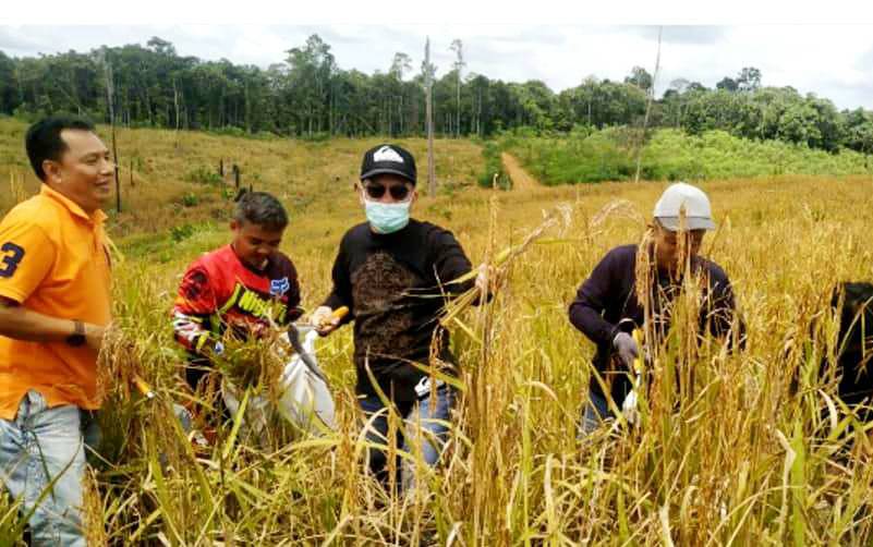 Padi Musim Tanam Oktober - Maret di Barito Utara Masuki Masa Panen