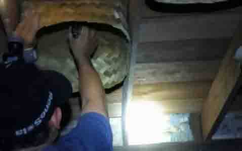 Bisnis Sarang Walet di Kotim Sedang Lesu