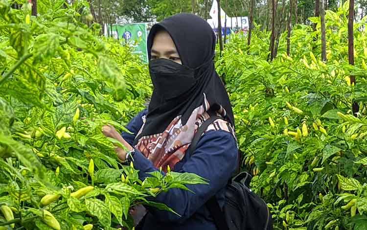 Harga Cabai Tinggi Jadi Keuntungan Tersendiri Bagi Petani