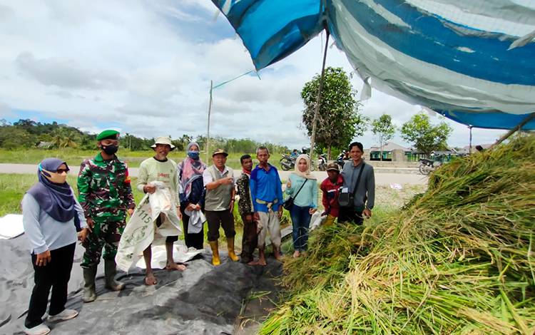 Bantu Ketahanan Pangan, Koramil 1013-03/Teweh Tengah Bantu Petani Panen Padi