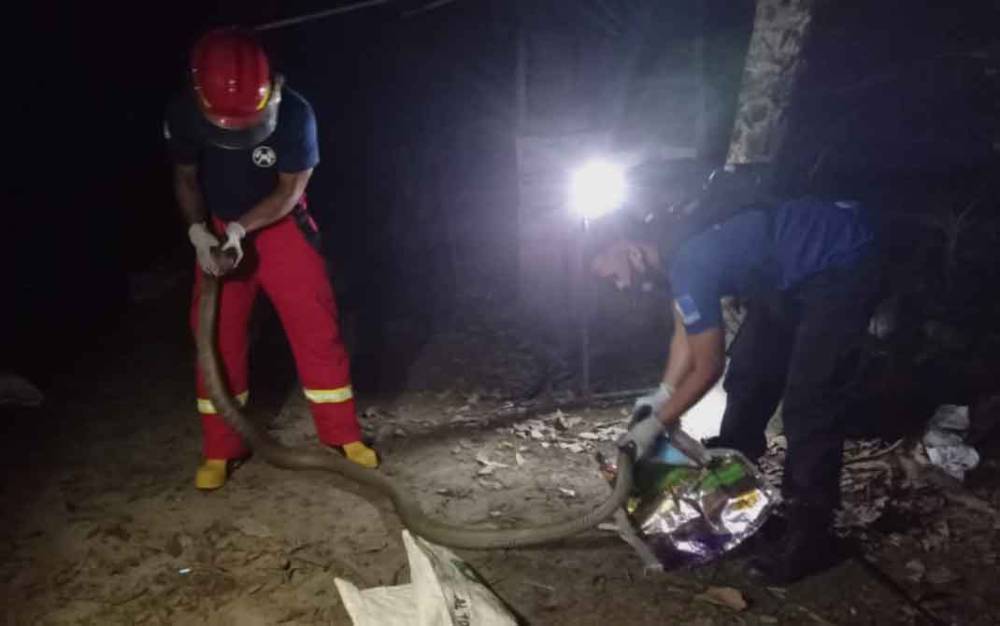 Damkar Kobar Evakuasi King Cobra yang Terjebak Dalam Perangkap Ikan