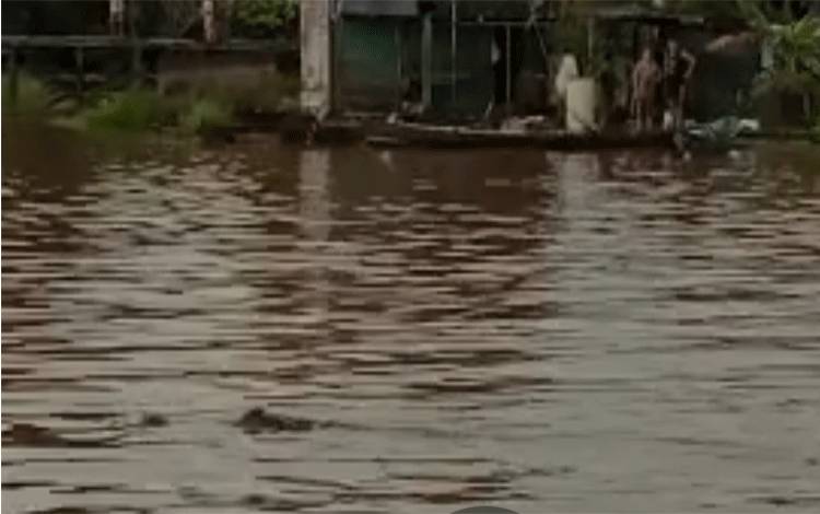 Video Buaya Muncul di Sungai Arut