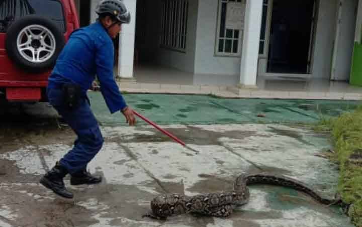 Kemunculan Ular Sanca 5 Meter Depan Lembaga Pendidikan di Sampit Bikin Geger