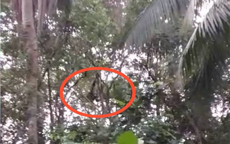 Orangutan Masuk Kebun Warga Kumai