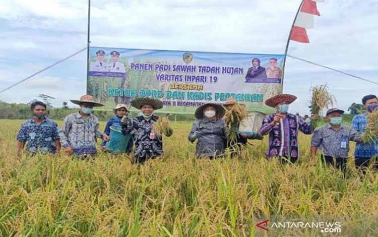 Barito Utara Panen Padi Varietas Inpari 19 di Sawah Tadah Hujan