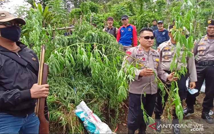 Polisi Tangkap Oknum Guru Tanam Ganja