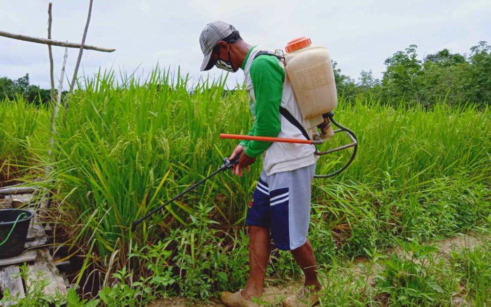 Ketersediaan Pangan di Pulang Pisau Masih Stabil