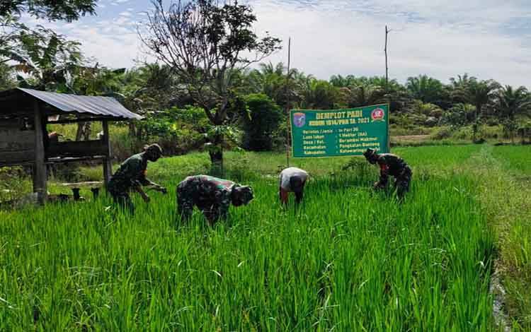 Babinsa Berambai Makmur Bantu Petani Dukung Program Ketahanan Pangan