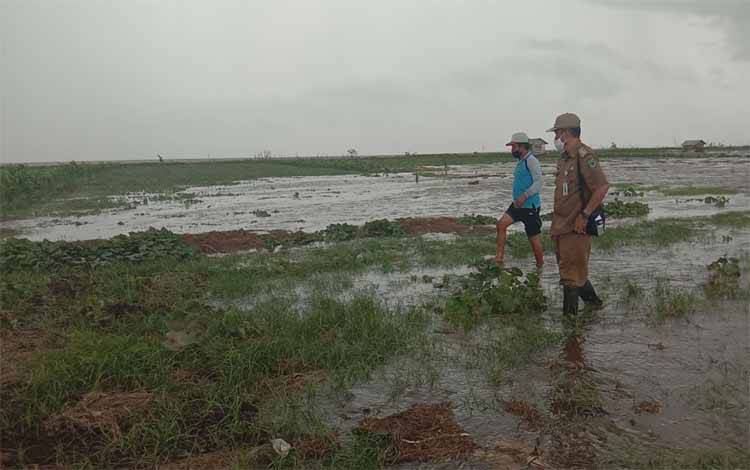 Gelombang Pasang Air Laut, Puluhan Hektare Tanaman Semangka Warga Dua Desa di Kapuas Rusak