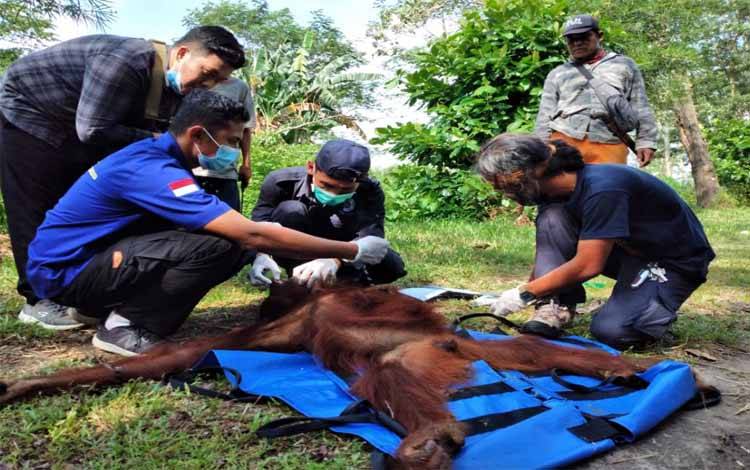 Seekor Orangutan Berumur 8 Tahun Dievakuasi di Jalan Jendral Sudirman Km 14 Sampit