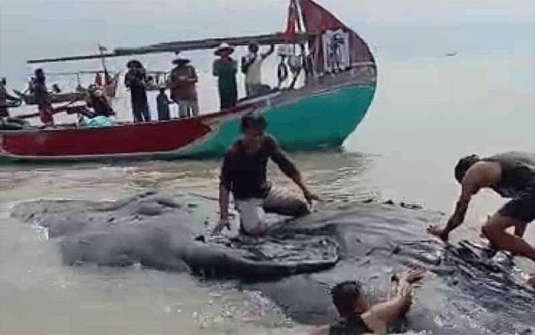 Nelayan Temukan Paus dalam Kondisi Mati di Perairan Cirebon