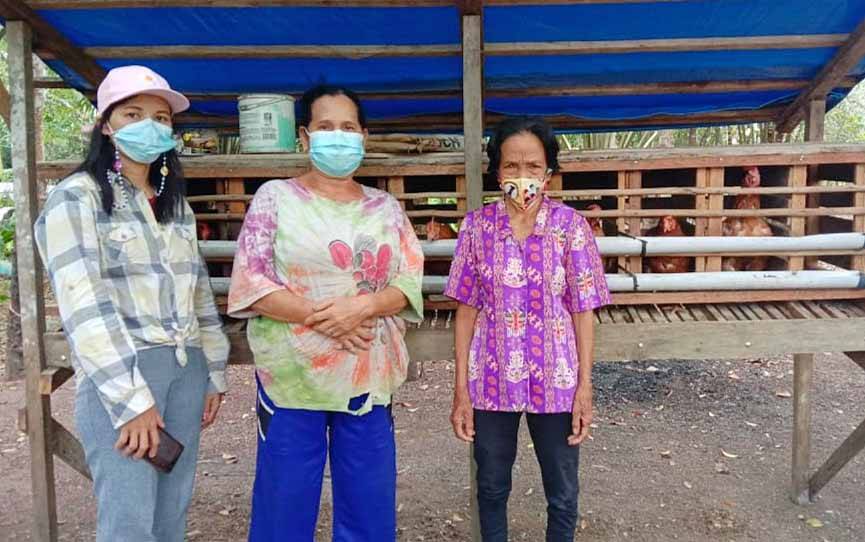 PEREMPUAN AMAN Bangun Kedaulatan Pangan dengan Bantuan Ternak Bagi Masyarakat Adat