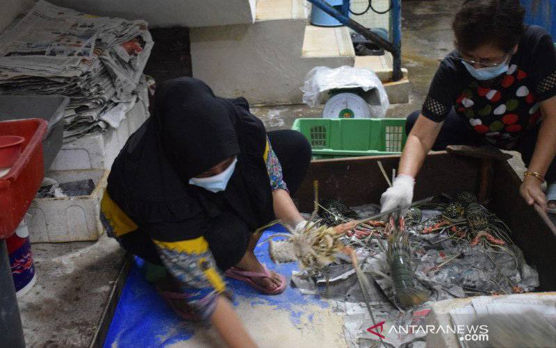 Kadin Dukung Lombok Jadi Pusat Budidaya Lobster