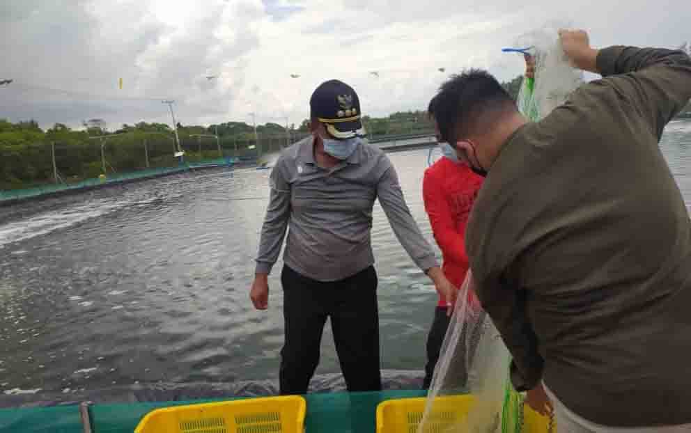 Bupati Sukamara Panen Udang Vaname di Cabang Barat