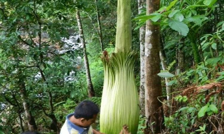 Populasi Bunga Bangkai dan Raflesia Ditemukan di Kamang Mudiak
