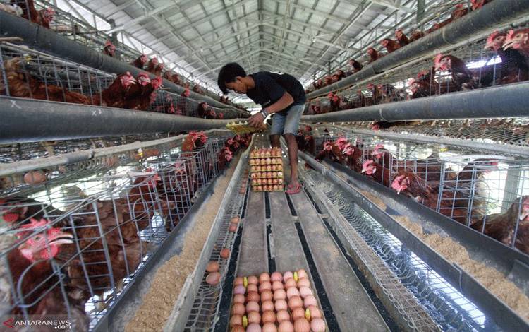 Harga Telur Ayam Kampung, Telur Itik Turun