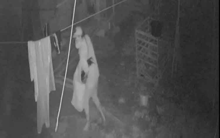 Ayam Bangkok Digasak Maling, Korban Merugi Hingga 20 Juta