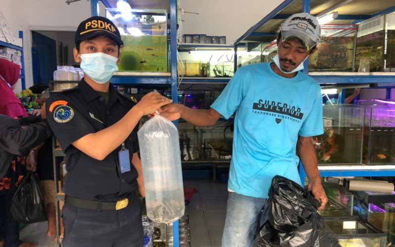 KKP Amankan 24 Ikan Bajak Laut di Tarakan Kaltara