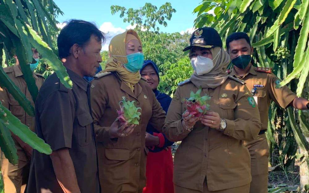 Wabup Kotim Serap Aspirasi Petani Buah Naga di Desa Kandan, Harapkan Produksi Terus Meningkat