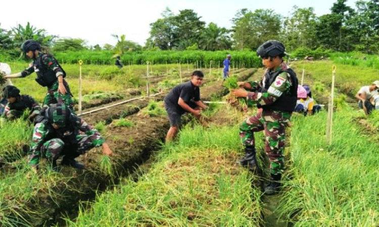 Satgas TNI Bantu Warga Panen Bawang Merah di Perbatasan RI-PNG