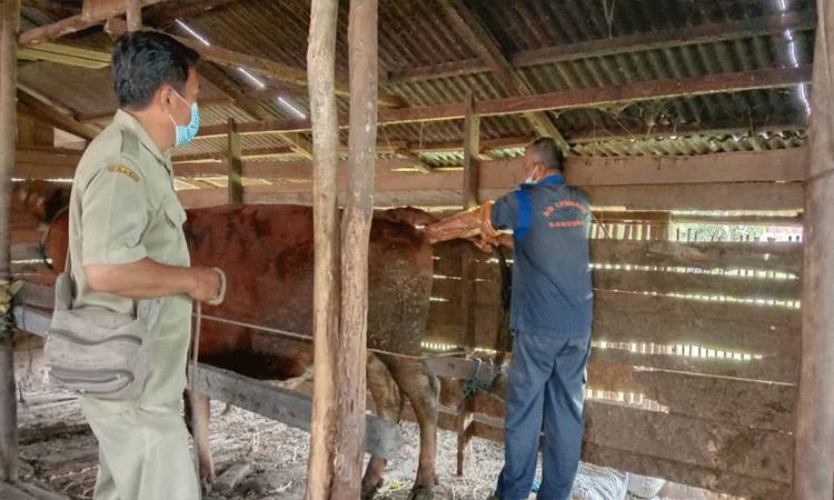 DPKH Kobar Targetkan Penerapan Transfser Embrio (TE) Pada Belasan Resipen Tahu 2021