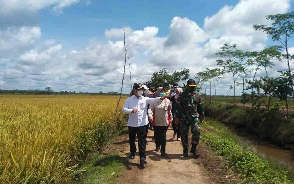 Food Estate Hasilkan Padi Rata-rata 4 Ton per Hektare