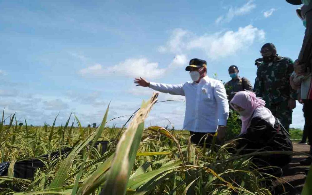 Indef: Bulog Harus Segera Serap Beras Petani