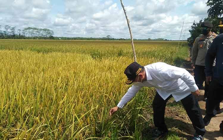 Realisasi Panen Food Estate Kalteng Capai 18 Ribu Hektare