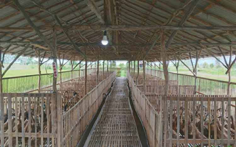 Usaha Itik Petelur di Kawasan Food Estate Dadahup Kapuas Terus Berkembang