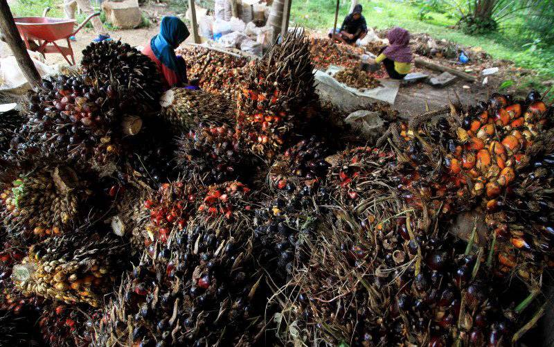 Malaysia Lampaui Indonesia Menjadi Pemasok Minyak Sawit Utama India