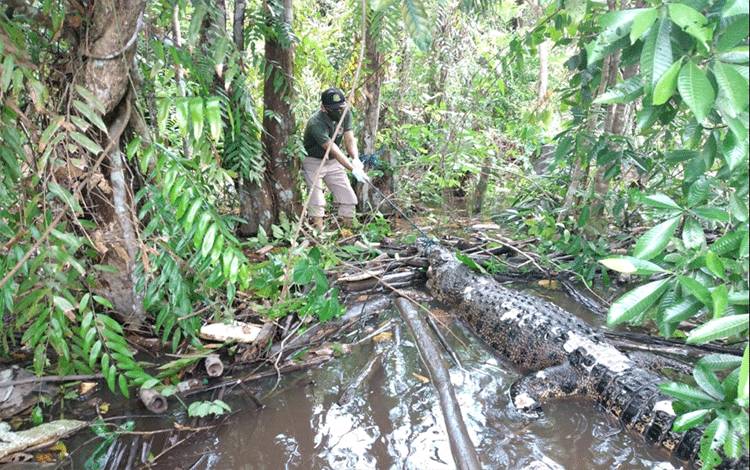 BKSDA Tindaklanjuti Temuan Bangkai Buaya, ini Hasil Sementara