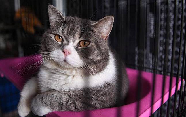 Tak Bisa Seenaknya Membeli Kucing, Ada Hukum Jual Beli Kucing