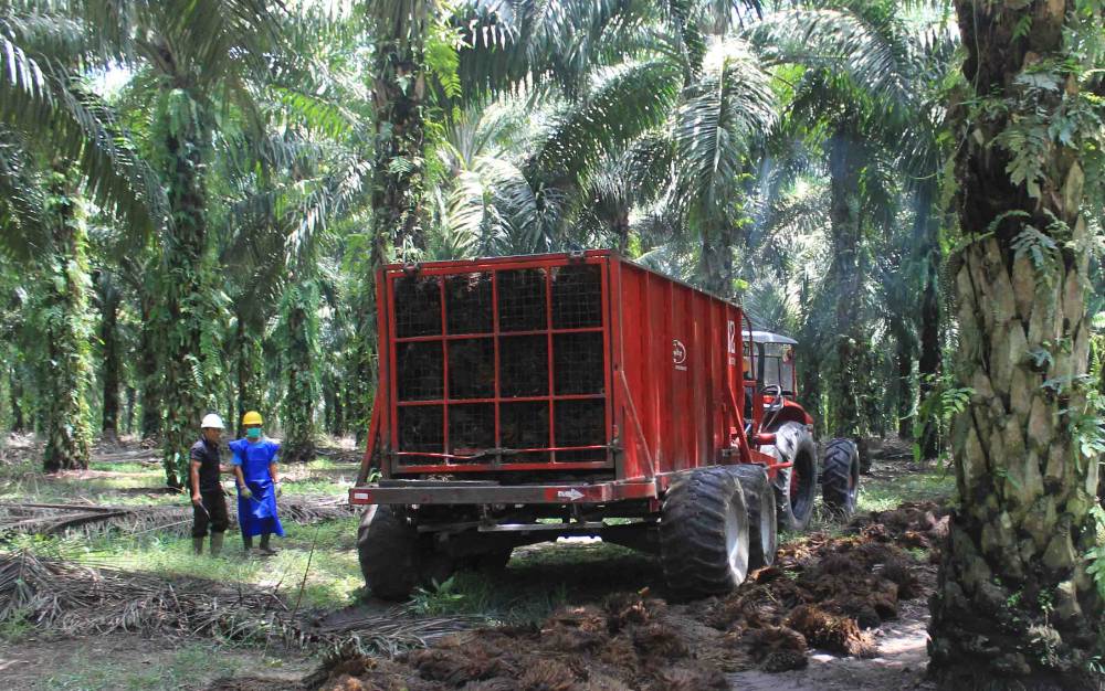 Gapki: Industri Sawit Indonesia Bertransformasi ke ESG