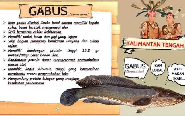 Kadislutkan Kalteng Kampanyekan Gemar Makan Ikan Gabus