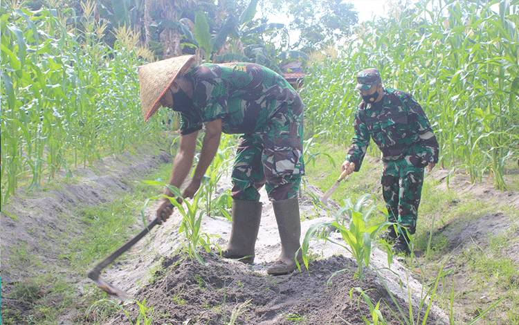 Lahan Kosong Milik Kodim Palangka Raya Dijadikan Perkebunan Jagung