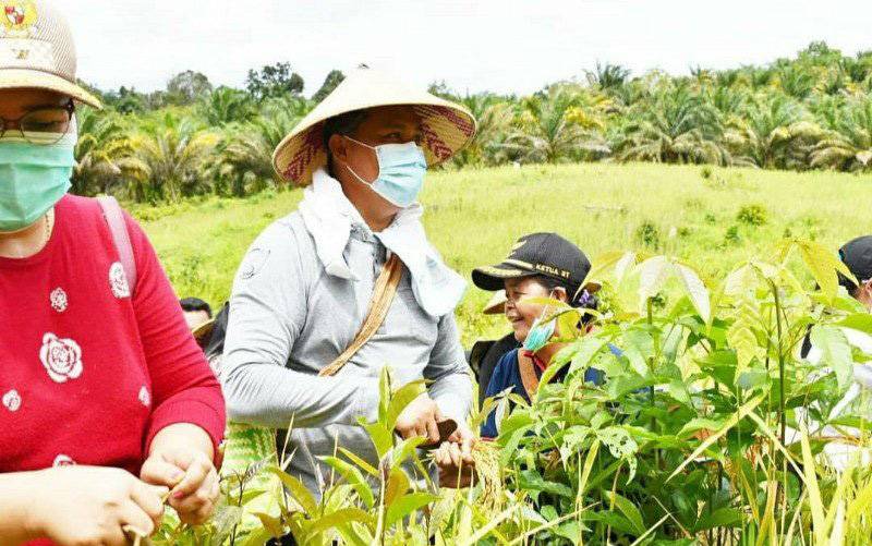 Pemkab Lamandau Optimalkan Pengembangan Pertanian dan Perkebunan