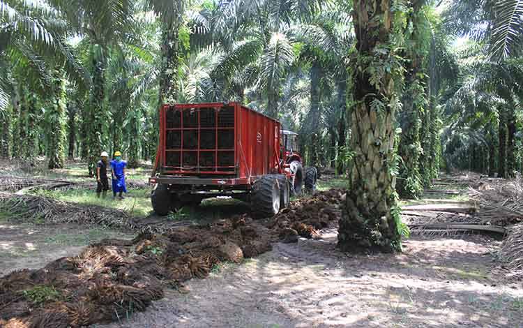 BPDP-KS: Kemitraan di Sawit Berpotensi Tingkatkan Kesejahteraan Petani