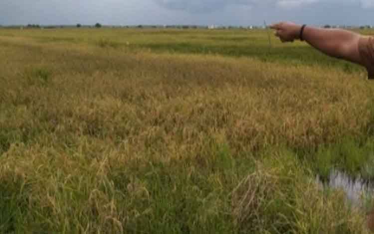 Kerugian Petani di Desa Lampuyang Diperkirakan Miliaran Rupiah