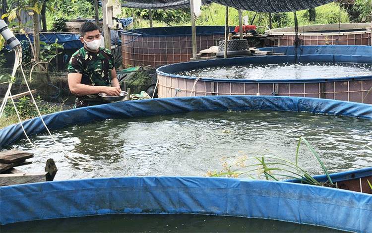 Dukung Program Ketahan Pangan, Prajurit Kodim Muara Teweh Kembangkan Budidaya Ikan