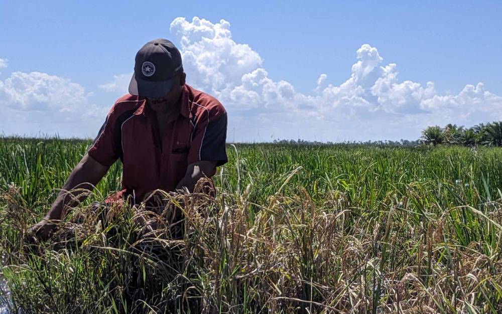Lahan Kebanjiran, Petani di Desa Lampuyang Merugi Hingga Miliaran Rupiah