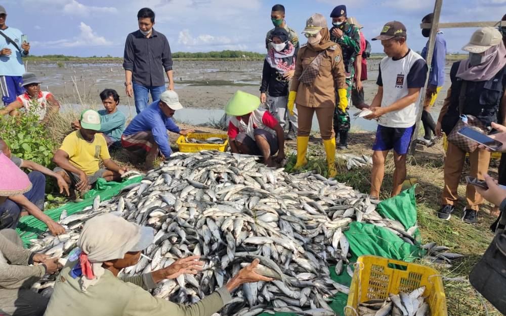 Wakil Bupati Seruyan Apresiasi Keberhasilan Budidaya Ikan Bandeng di Desa Sungai Undang