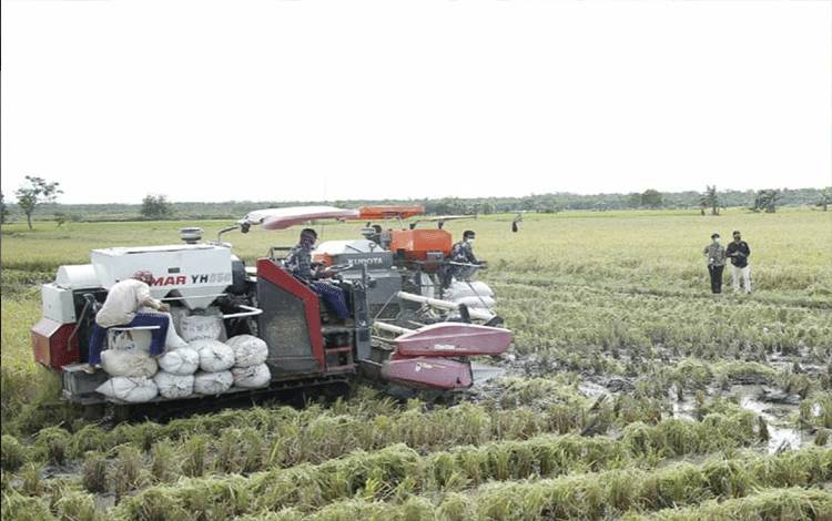 Pengelolaan Food Estate Perlu Kesiapan SDM