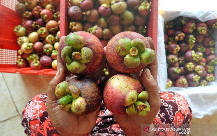 Pemerintah Tingkatkan Kemitraan Pengembangan Hortikultura