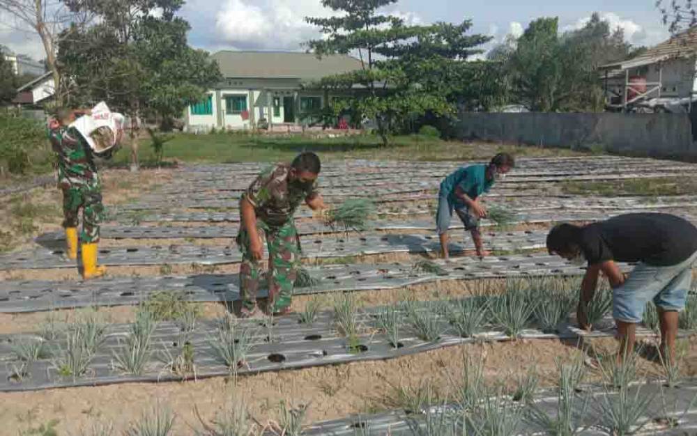 Manfaatkan Lahan Kosong, Personel Koramil Pangakalan Banteng Tanam Sayuran