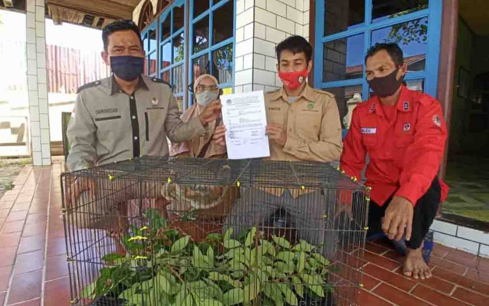 3 Primata Diserahkan dan 6 Individu Orangutan Diselamatkan di Kotim Hingga Akhir Mei 2021
