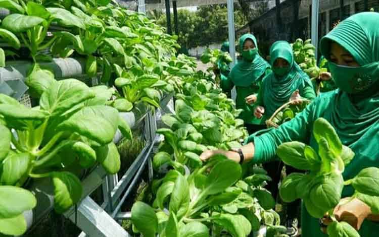 Sayur Hidroponik di Kodim Kuala Kapuas Dipanen